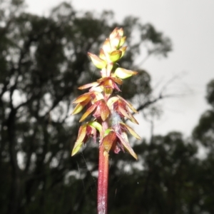 Corunastylis woollsii at Tianjara, NSW - 24 Jan 2022