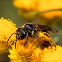 Lasioglossum (Chilalictus) sp. (genus & subgenus) (Halictid bee) at Cook, ACT - 27 Jan 2022 by Roger