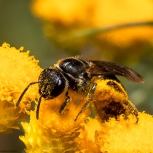 Lasioglossum (Chilalictus) sp. (genus & subgenus) at Cook, ACT - 27 Jan 2022 02:18 PM