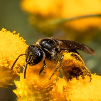 Lasioglossum (Chilalictus) sp. (genus & subgenus) (Halictid bee) at Aranda Bushland - 27 Jan 2022 by Roger