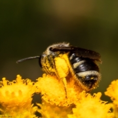 Lasioglossum (Chilalictus) sp. (genus & subgenus) at Cook, ACT - 27 Jan 2022 02:18 PM