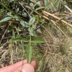 Cullen microcephalum (Dusky Scurf-pea) at Gibraltar Pines - 26 Jan 2022 by WalterEgo