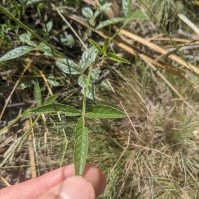 Cullen microcephalum (Dusky Scurf-pea) at Gibraltar Pines - 26 Jan 2022 by WalterEgo