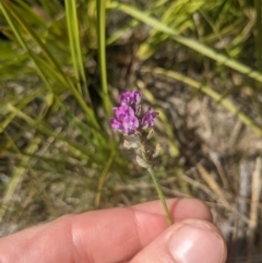 Cullen microcephalum at Paddys River, ACT - 27 Jan 2022