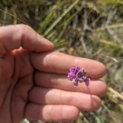 Cullen microcephalum at Paddys River, ACT - 27 Jan 2022 10:00 AM