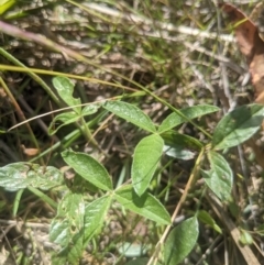 Cullen microcephalum at Paddys River, ACT - 27 Jan 2022