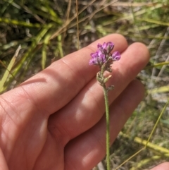 Cullen microcephalum at Paddys River, ACT - 27 Jan 2022