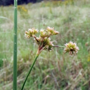 Juncus vaginatus at Molonglo Valley, ACT - 26 Jan 2022 07:59 AM