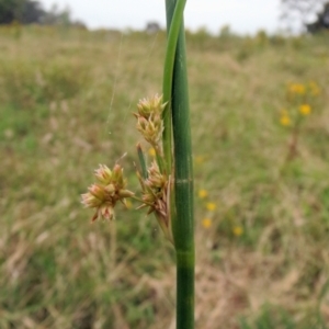 Juncus vaginatus at Molonglo Valley, ACT - 26 Jan 2022 07:59 AM