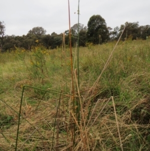 Juncus vaginatus at Molonglo Valley, ACT - 26 Jan 2022 07:59 AM