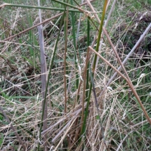 Juncus vaginatus at Molonglo Valley, ACT - 26 Jan 2022 07:59 AM