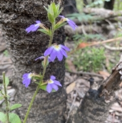 Scaevola aemula (Common Fan-flower) at Morton National Park - 26 Jan 2022 by JanetMW