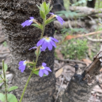 Scaevola aemula (Common Fan-flower) at Morton National Park - 26 Jan 2022 by JanetMW