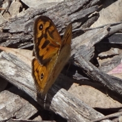 Heteronympha merope (Common Brown Butterfly) at Campbell Park Woodland - 12 Dec 2021 by JanetRussell