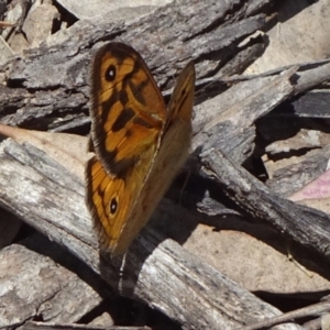 Heteronympha merope at Pialligo, ACT - 12 Dec 2021