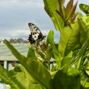 Papilio anactus (Dainty Swallowtail) at Thurgoona, NSW by ChrisAllen