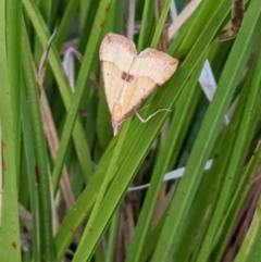 Anachloris subochraria (Golden Grass Carpet) at Thurgoona, NSW - 27 Jan 2022 by ChrisAllen