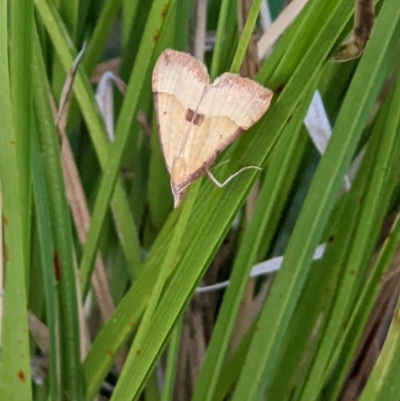 Anachloris subochraria (Golden Grass Carpet) at Albury - 27 Jan 2022 by ChrisAllen