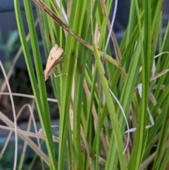 Anachloris subochraria at Thurgoona, NSW - 27 Jan 2022