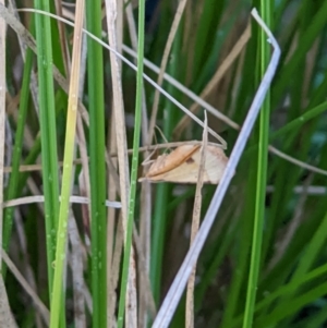 Anachloris subochraria at Thurgoona, NSW - 27 Jan 2022 08:09 PM