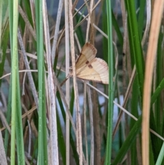 Anachloris subochraria at Thurgoona, NSW - 27 Jan 2022