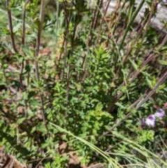 Euphrasia collina (Purple Eye-bright) at Namadgi National Park - 27 Jan 2022 by WalterEgo