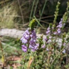 Euphrasia collina at Cotter River, ACT - 27 Jan 2022 11:41 AM