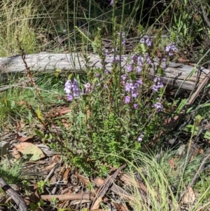 Euphrasia collina at Cotter River, ACT - 27 Jan 2022 11:41 AM