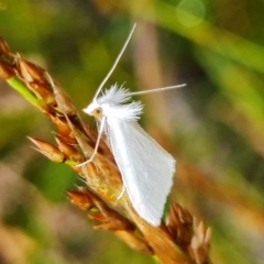 Tipanaea patulella (The White Crambid moth) at Tianjara, NSW - 24 Jan 2022 by RobG1