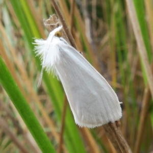 Tipanaea patulella at Tianjara, NSW - 24 Jan 2022