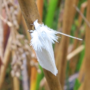 Tipanaea patulella at Tianjara, NSW - 24 Jan 2022