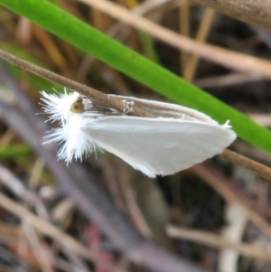 Tipanaea patulella at Tianjara, NSW - 24 Jan 2022