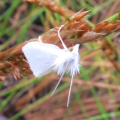 Tipanaea patulella at Tianjara, NSW - 24 Jan 2022