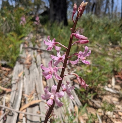 Dipodium roseum (Rosy Hyacinth Orchid) at Namadgi National Park - 27 Jan 2022 by WalterEgo