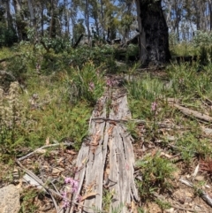 Dipodium roseum at Tennent, ACT - 27 Jan 2022