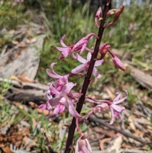 Dipodium roseum at Tennent, ACT - 27 Jan 2022