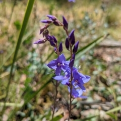 Veronica perfoliata (Digger's Speedwell) at Namadgi National Park - 27 Jan 2022 by WalterEgo