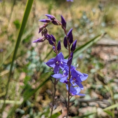 Veronica perfoliata (Digger's Speedwell) at Tennent, ACT - 27 Jan 2022 by WalterEgo