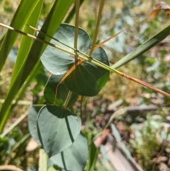 Veronica perfoliata at Tennent, ACT - 27 Jan 2022 01:30 PM