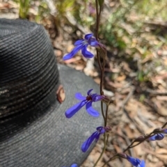 Lobelia dentata (Toothed Lobelia) at Tennent, ACT - 27 Jan 2022 by WalterEgo