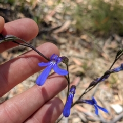 Lobelia dentata at Tennent, ACT - 27 Jan 2022 01:10 PM