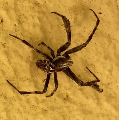 Backobourkia (genus) (An orb weaver) at Numeralla, NSW - 27 Jan 2022 by SteveBorkowskis