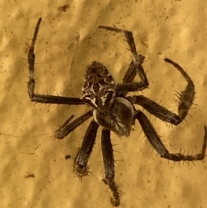 Backobourkia sp. (genus) at Numeralla, NSW - suppressed