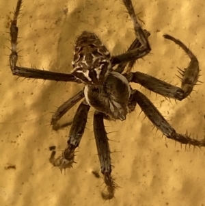 Backobourkia sp. (genus) at Numeralla, NSW - 27 Jan 2022