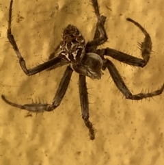 Backobourkia sp. (genus) at Numeralla, NSW - suppressed