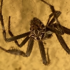 Backobourkia sp. (genus) at Numeralla, NSW - suppressed