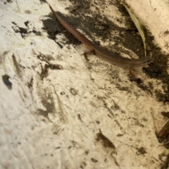 Saproscincus mustelinus (Weasel Skink) at Numeralla, NSW - 27 Jan 2022 by SteveBorkowskis