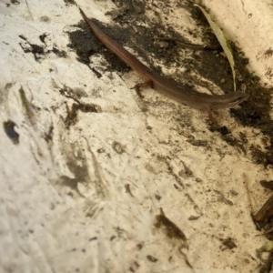 Unidentified Skink (TBC) at suppressed by Steve_Bok