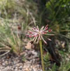 Oreomyrrhis eriopoda (Australian Carraway) at Cotter River, ACT - 27 Jan 2022 by WalterEgo