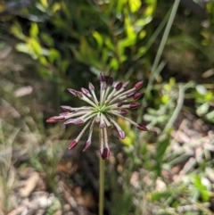 Oreomyrrhis eriopoda at Cotter River, ACT - 27 Jan 2022